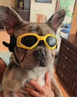 Dog Sunglasses